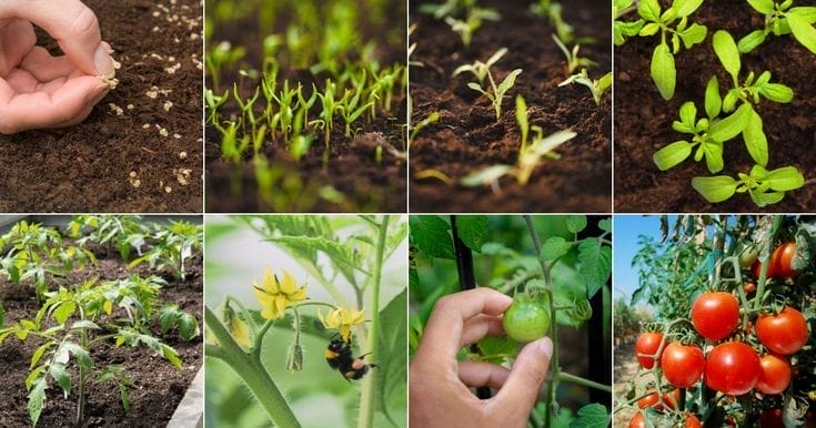 cherry-tomato-growth